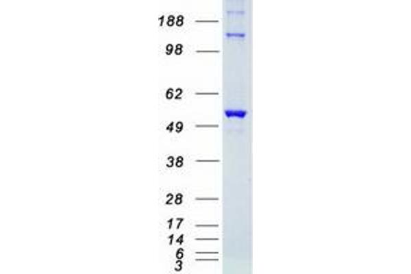 serine/threonine Kinase 38 (STK38) protein (Myc-DYKDDDDK Tag)