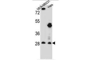 Image no. 2 for anti-Eukaryotic Translation Initiation Factor 4H (EIF4H) (AA 126-156), (Middle Region) antibody (ABIN952054)
