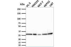 Image no. 1 for anti-BCL2-Like 2 (BCL2L2) antibody (ABIN6940517)