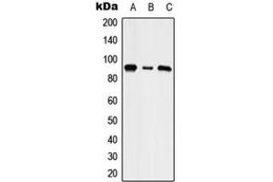 Image no. 1 for anti-Solute Carrier Family 9 (Sodium/hydrogen Exchanger), Member 5 (SLC9A5) (Center) antibody (ABIN2706688)
