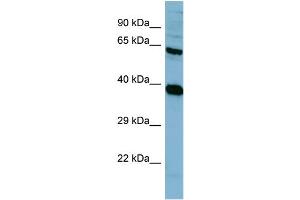 Image no. 1 for anti-Protein Phosphatase 2, Regulatory Subunit A, alpha (PPP2R1A) (N-Term) antibody (ABIN2787389)