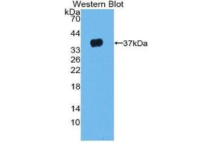 Image no. 1 for anti-Leucine-Rich alpha-2 Glycoprotein 1 (LRG1) (AA 37-340) antibody (ABIN1859699)