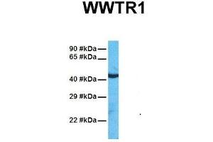 Image no. 4 for anti-WW Domain Containing Transcription Regulator 1 (WWTR1) (N-Term) antibody (ABIN2779708)