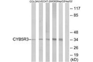 Image no. 1 for anti-Cytochrome B5 Reductase 3 (CYB5R3) (AA 137-186) antibody (ABIN1535070)