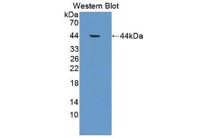Image no. 1 for anti-Cathepsin W (CTSW) (AA 22-376) antibody (ABIN5013310)