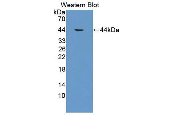 anti-Cathepsin W (CTSW) (AA 22-376) antibody