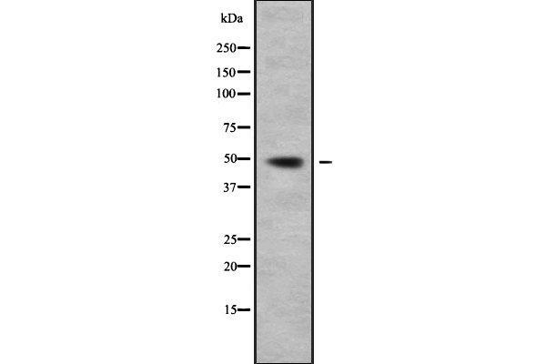 CPA4 antibody  (Internal Region)