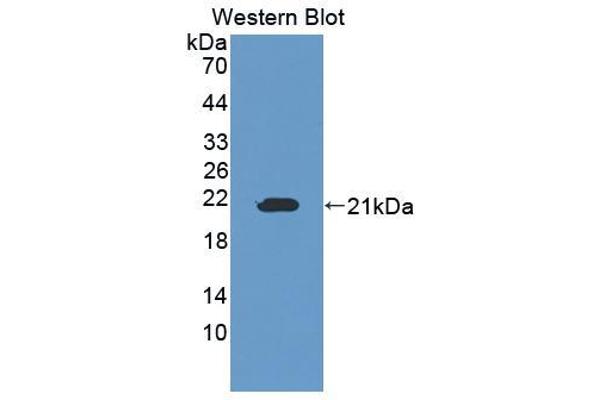OSTM1 antibody  (AA 124-277)