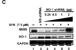 Image no. 104 for anti-Glyceraldehyde-3-Phosphate Dehydrogenase (GAPDH) (Center) antibody (ABIN2857072)