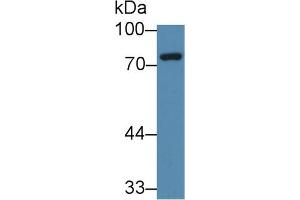 Image no. 1 for anti-NUAK Family, SNF1-Like Kinase, 1 (NUAK1) (AA 404-651) antibody (ABIN5014025)