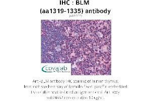 Image no. 1 for anti-Bloom Syndrome RecQ Like Helicase (BLM) (AA 1319-1335) antibody (ABIN1732350)