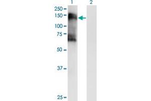 SIK2 antibody  (AA 467-576)