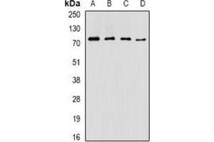 Image no. 2 for anti-acetylserotonin O-Methyltransferase-Like (ASMTL) antibody (ABIN2966441)