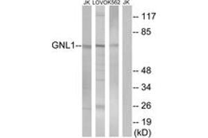 Image no. 1 for anti-Guanine Nucleotide Binding Protein Like Protein 1 (GNL1) (AA 61-110) antibody (ABIN1534971)