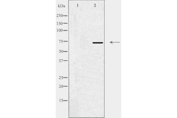 anti-Mediator Complex Subunit 17 (MED17) (Internal Region) antibody