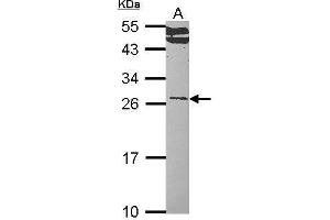 Image no. 1 for anti-Ras-related Protein Ral-A (rala) (Center) antibody (ABIN2856955)