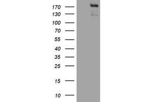 Image no. 3 for anti-Zinc Finger E-Box Binding Homeobox 2 (ZEB2) (AA 1-350) antibody (ABIN1490760)