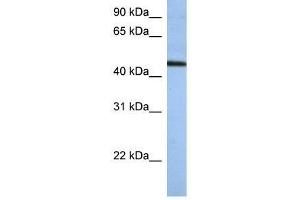 anti-Zinc Finger Protein 766 (ZNF766) (N-Term) antibody