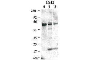 Image no. 2 for anti-Caspase 8 (CASP8) antibody (ABIN2745525)