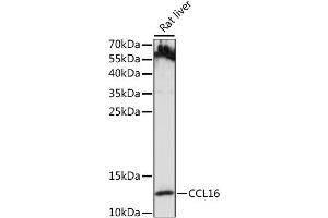 Image no. 1 for anti-Chemokine (C-C Motif) Ligand 16 (CCL16) antibody (ABIN6291950)