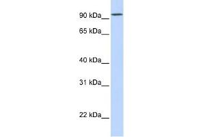 Image no. 1 for anti-Dipeptidyl-Peptidase 6 (DPP6) (Middle Region) antibody (ABIN634901)