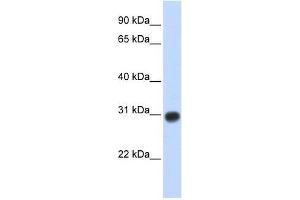 Image no. 1 for anti-Zinc Finger, MYND-Type Containing 19 (ZMYND19) (Middle Region) antibody (ABIN928445)