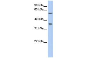 Image no. 1 for anti-Solute Carrier Family 19, Member 3 (Slc19a3) (Middle Region) antibody (ABIN2775519)