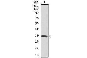Image no. 7 for anti-Spi-B Transcription Factor (Spi-1/PU.1 Related) (SPIB) (AA 200-252) antibody (ABIN1098113)