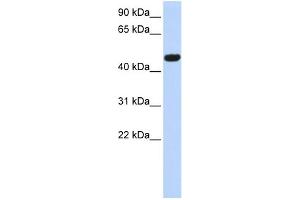 CACNB4 antibody  (Middle Region)
