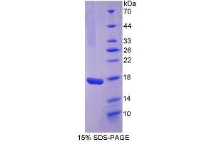 Image no. 1 for Interleukin 17 (IL17) (AA 21-153) protein (His tag) (ABIN1980633)