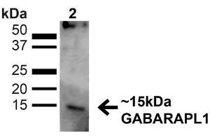 Image no. 2 for anti-GABA(A) Receptor-Associated Protein Like 1 (GABARAPL1) (C-Term) antibody (HRP) (ABIN2868949)