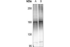 anti-Mitogen-Activated Protein Kinase Kinase Kinase 4 (MAP3K4) (C-Term) antibody