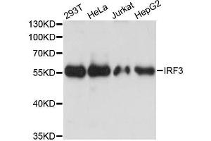 Image no. 2 for anti-Interferon Regulatory Factor 3 (IRF3) antibody (ABIN6142528)