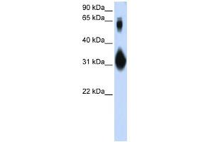 Image no. 1 for anti-SRY (Sex Determining Region Y)-Box 15 (SOX15) (N-Term) antibody (ABIN2787446)