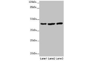 MTERFD2 antibody  (AA 45-87)