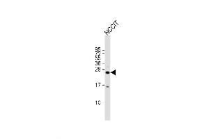 Image no. 3 for anti-Lin-28 Homolog B (LIN28B) (AA 95-128) antibody (ABIN5536364)