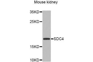 Image no. 2 for anti-Syndecan 4 (SDC4) (AA 19-145) antibody (ABIN6218959)