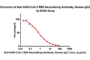 Image no. 5 for anti-SARS-CoV-2 Spike S1 (RBD) antibody (ABIN6952616)