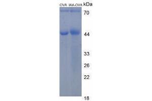 Image no. 3 for Indole 3 Acetic Acid (IAA) peptide (Ovalbumin) (ABIN5666234)