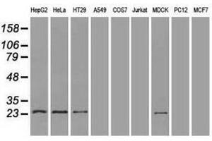 Image no. 3 for anti-Neurogenin 1 (NEUROG1) antibody (ABIN1499700)