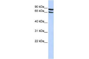 Image no. 1 for anti-Solute Carrier Family 6 (Neutral Amino Acid Transporter), Member 15 (SLC6A15) (N-Term) antibody (ABIN2781658)