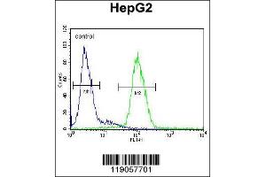 Flow Cytometry (FACS) image for anti-Ceruloplasmin (Ferroxidase) (CP) antibody (ABIN2158342)