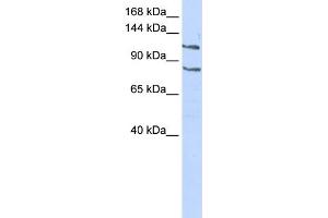 Image no. 1 for anti-CCAAT/enhancer Binding Protein (C/EBP), zeta (CEBPZ) (Middle Region) antibody (ABIN2780713)