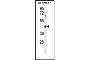 Image no. 2 for anti-Guanine Nucleotide Binding Protein (G Protein), alpha Transducing Activity Polypeptide 2 (GNAT2) (AA 140-169), (Middle Region) antibody (ABIN952564)