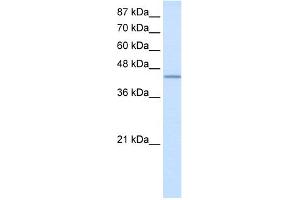 Image no. 1 for anti-RNA Binding Motif Protein 9 (RBM9) (N-Term) antibody (ABIN2778755)
