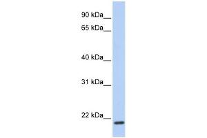 Image no. 1 for anti-Transmembrane Protein 35 (TMEM35) (C-Term) antibody (ABIN635766)