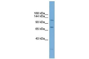 Image no. 1 for anti-Poly (ADP-Ribose) Polymerase Family, Member 10 (PARP10) (N-Term) antibody (ABIN928008)