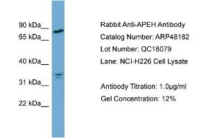 Image no. 2 for anti-N-Acylaminoacyl-Peptide Hydrolase (APEH) (Middle Region) antibody (ABIN2783265)