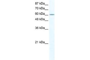 Image no. 1 for anti-Far Upstream Element (FUSE) Binding Protein 1 (FUBP1) (N-Term) antibody (ABIN2780231)