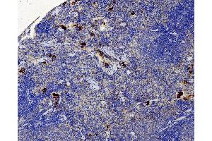 Immunohistochemistry analysis of paraffin-embedded Rat spleen using VWF Polyclonal Antibody at dilution of 1:500.